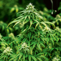 Cannabis-Anbau in Kleingärten wohl weiter nicht möglich