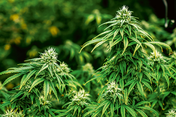 Cannabis-Anbau in Kleingärten