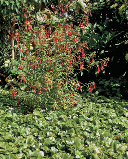 Fuchsia magel­la­nica ‘Gracilis’