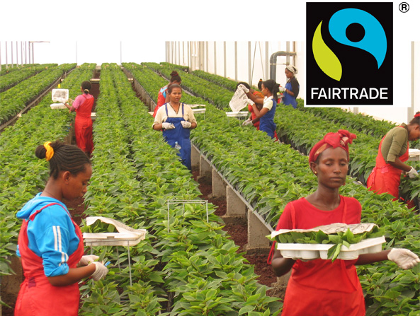 Fairtrade-Weihnachtssterne