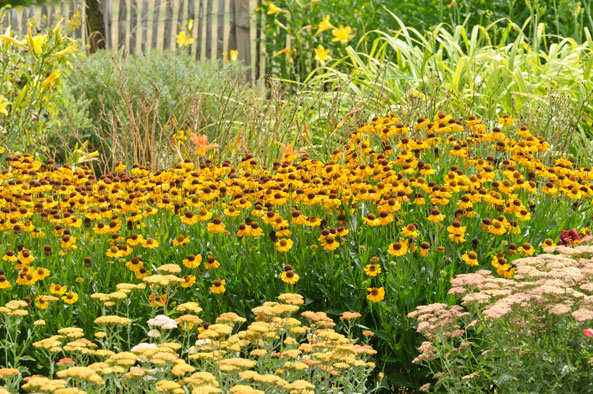 Gartengestaltung - Blüten von Sonnenbraut
