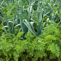 Gartentipp: Vorteile durch Mischkultur