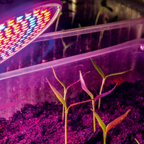 Gartentipp: Aussaat auf der Fensterbank Gartentipp: Aussaat auf der Fensterbank