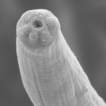 Fliegende Fadenwürmer Fliegende Fadenwürmer