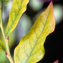Gartenwissen: Kalkchlorose Gartenwissen: Kalkchlorose