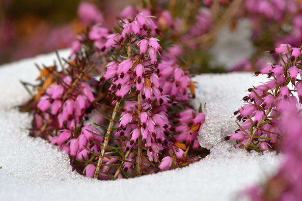 Schneeheide im Winter