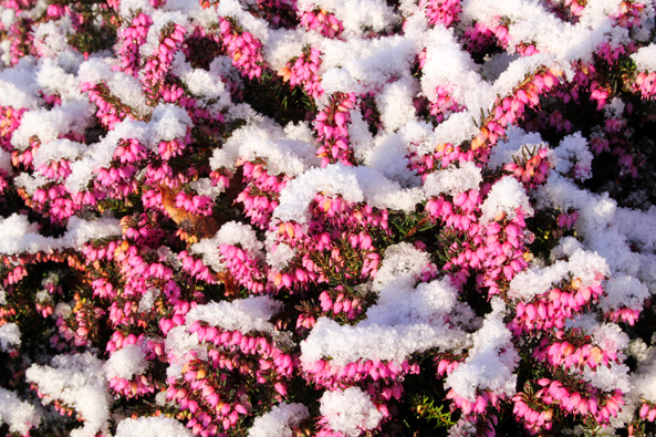 Englische Heide ‘Winterfreude’