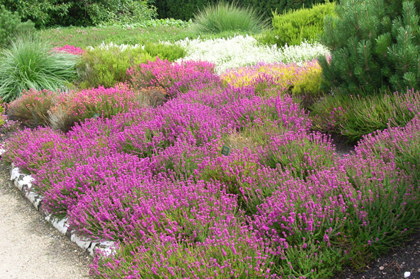 Grauheide im Gartenbeet