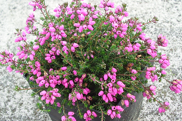Cornwall-Heide