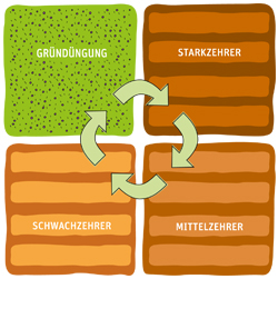 Fruchtfolge im Gemüsebeet