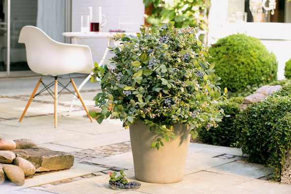 Heidelbeere BrazelBerry® ‘Pink Breeze®’