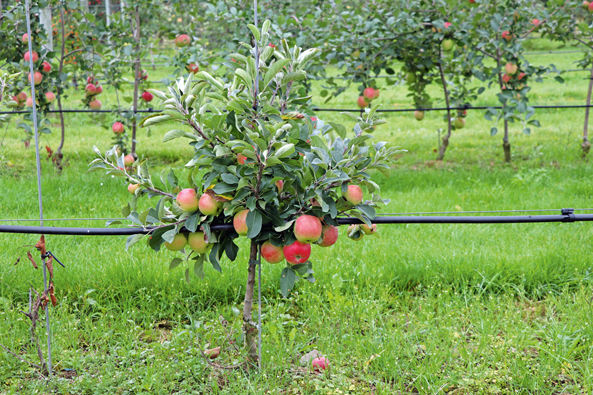 Apfel Maloni® Lowfruit® ‘Gullivers®’
