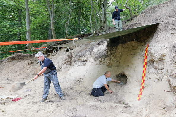 Grabungsarbeiten an einem Dachsbau
