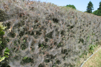 Gespinstmottenfraß an einer Hecke
