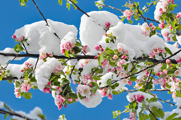 Die Folgen eines milden Winters