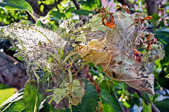 Obstbaumgespinstmotten