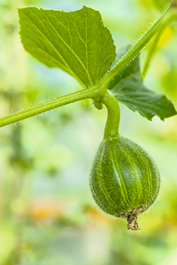 kleine Zuckermelone
