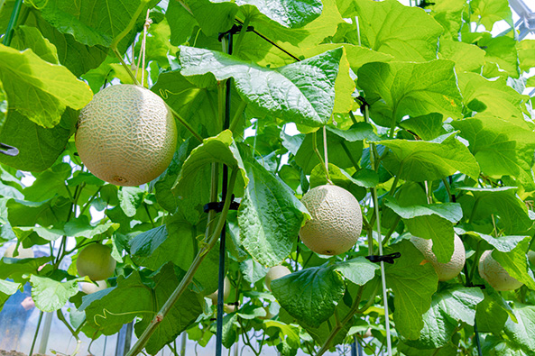 Zuckermelonen