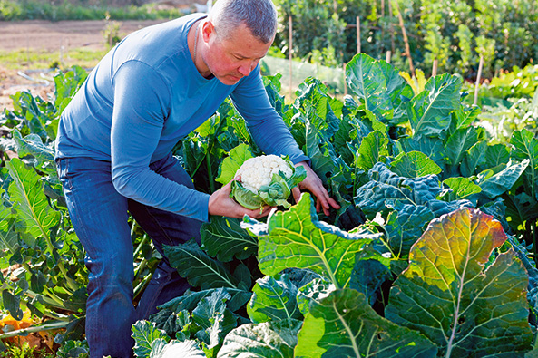 Blumenkohl ernten