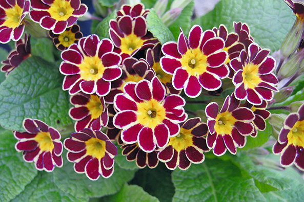 Hohen Schlüsselblume ‘Silver Lace’