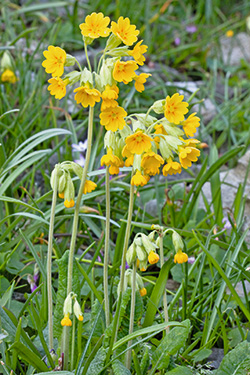 Echte Schlüsselblume