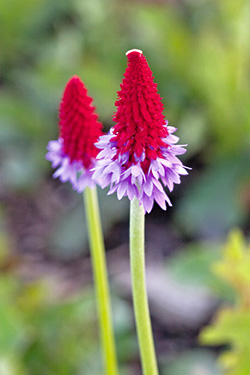 Orchideen-Primel