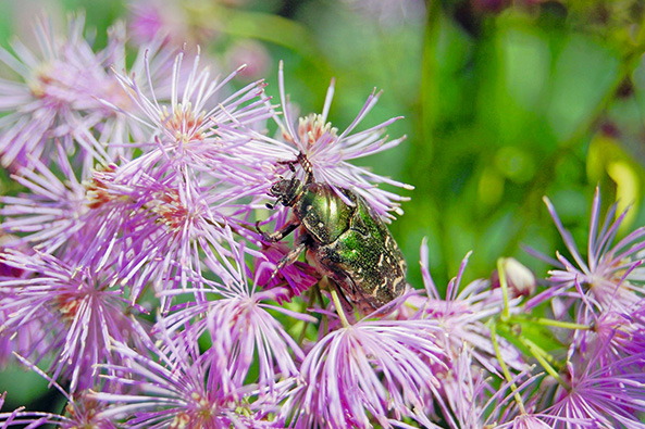Käfer und Blüten