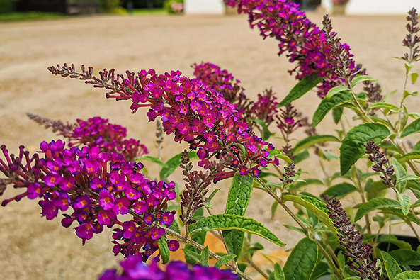 Summer Bird Magenta