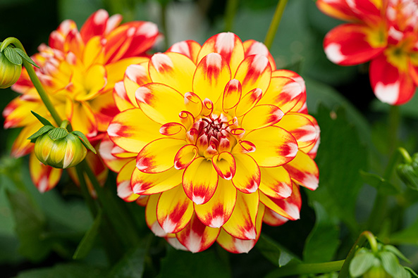 Topf-Dahlie Lubega Power Bicolor