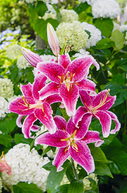 Lilien