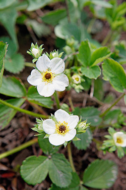 Erdbeerblüten