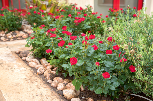 Rosensorte ‘Zepeti®’