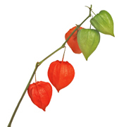 Physalis