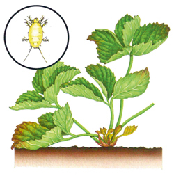 Erdbeerweichhautmilbe