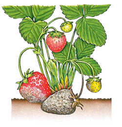 Grauschimmel
