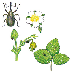 Erdbeerblütenstecher