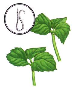Stängelälchen