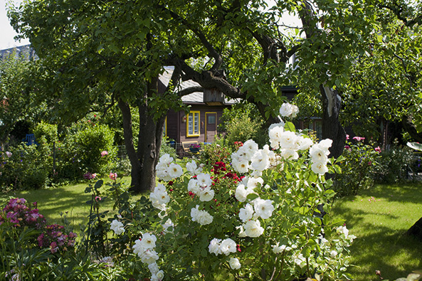 Garten mit Rosen