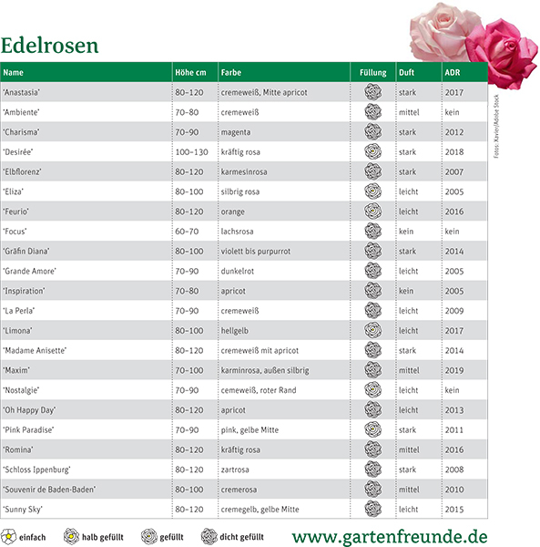 Tabelle Edelrosen