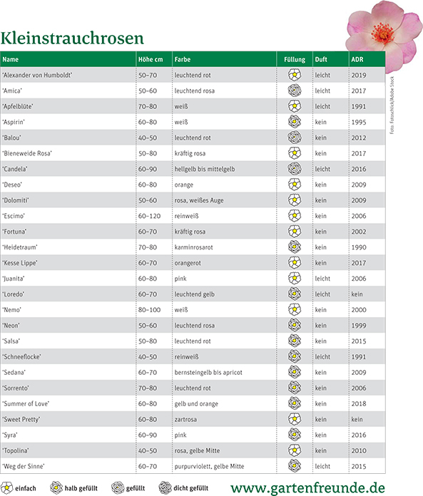 Tabelle Kleinstrauchrosen