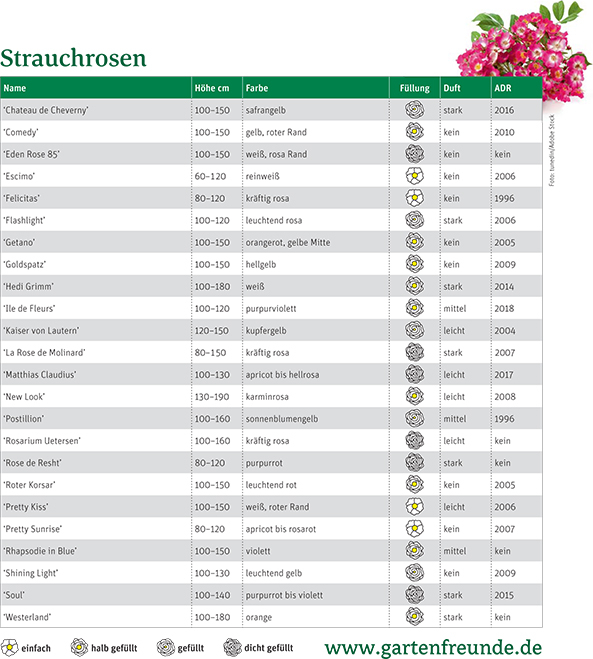 Tabelle Strauchrosen