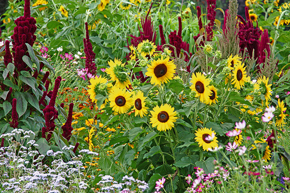 Sonnenblumen im Garten