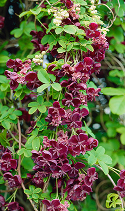 Fingerblättrige Akebie (Akebia quinata)