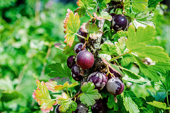 Mehltau an Stachelbeeren