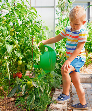 Ein Junge gießt die Tomaten