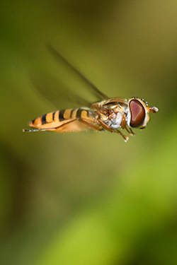 Schwebfliegen auf Reisen