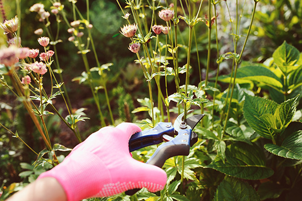 Scherenschnitt für zweite Blüte
