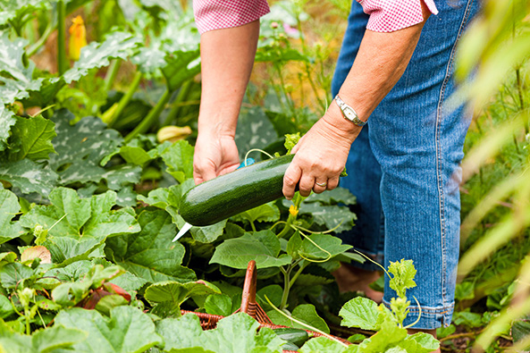 Cucurbitacinbildung in Zucchini und Gurke