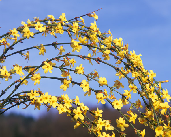 Winterjasmin