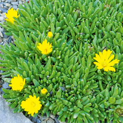 Mittagsblume